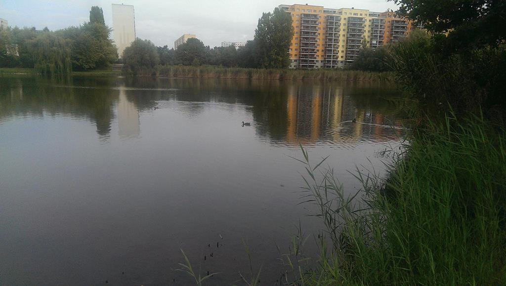 Der Silbersee vom Südufer aus mit Lößnig im Hintergrund - Henning Uhle