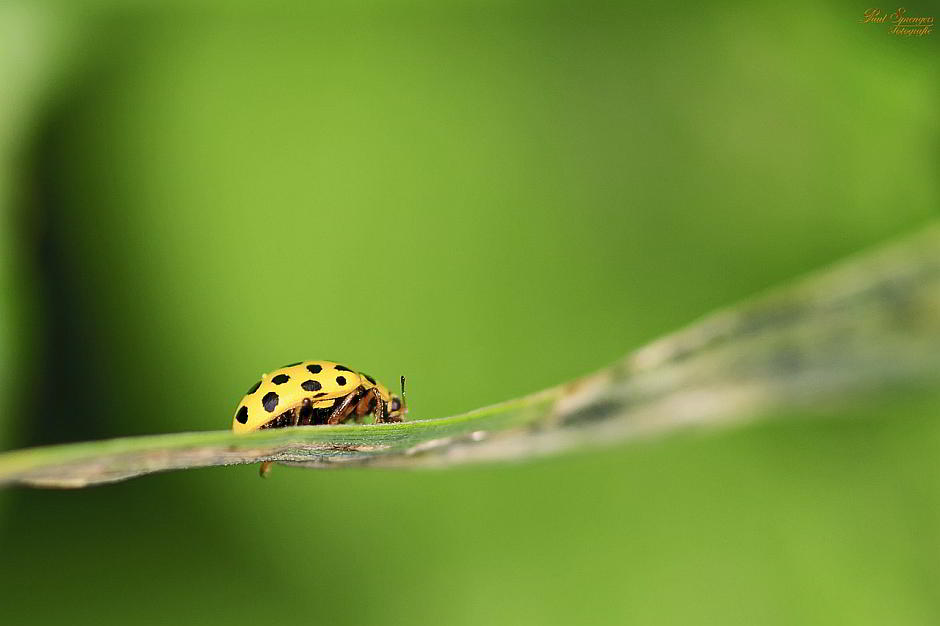 Ein Käfer auf'm Blatt - Bild von Paul Sprengers auf Pixabay