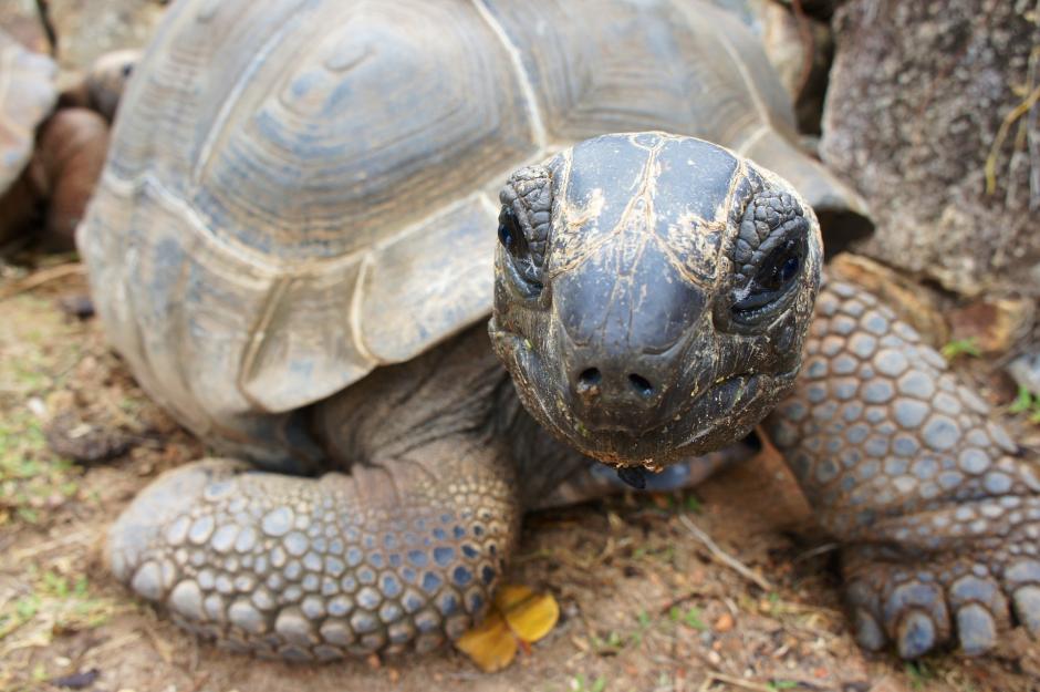 Eine alte Schildkröte auf den Seychellen - Bild von Peggy und Marco Lachmann-Anke auf Pixabay