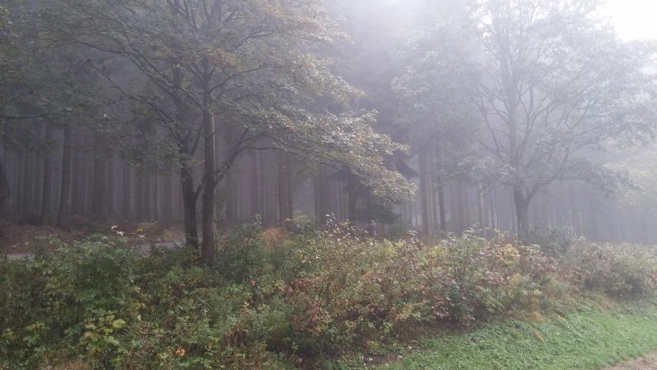 Herbst: Oktober-Nebel im Erzgebirge