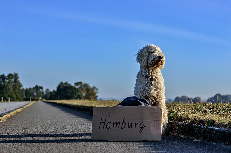 Ein trampender Hund - Bild von Daniel Brachlow auf Pixabay