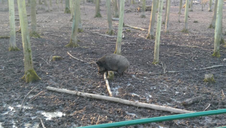 Ein Wildschwein im Wildpark Leipzig