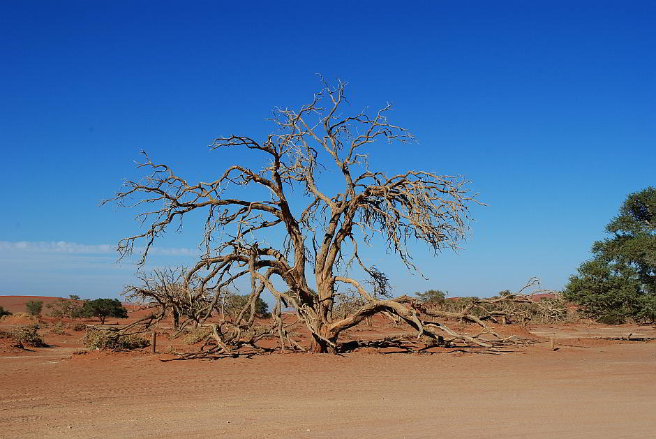 Ein vertrockneter Baum in der Namib-Wüste, Afrika - Bild von Nici Keil auf Pixabay