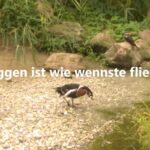 Bloggen ist wie wennste fliechst