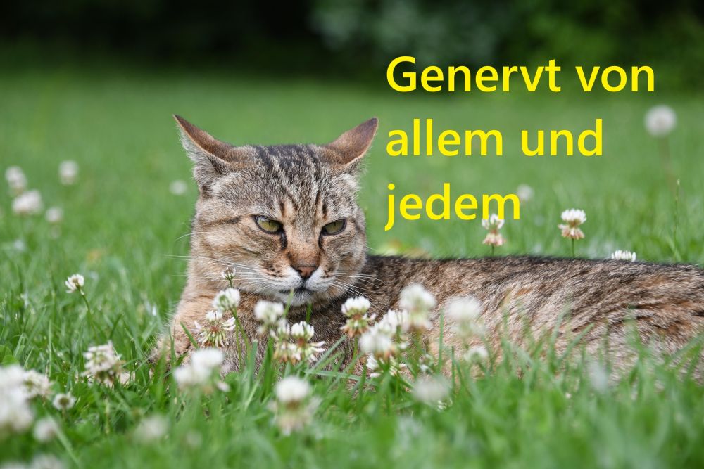 Genervt von allem und jedem - Bild von Eliza auf Pixabay